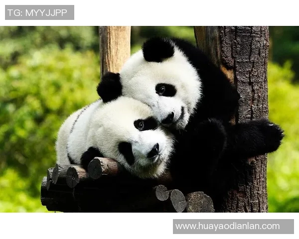 足球球星与国宝熊猫亲密接触 展现跨界友谊与环保精神